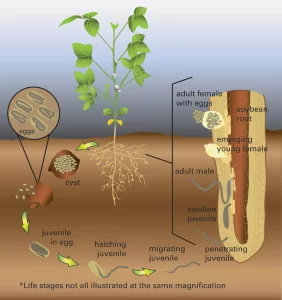 Diagram depicting the life cycle of soybean cyst nematodes, including stages from eggs, cyst, juvenile in egg, hatching juvenile, migrating juvenile, penetrating juvenile, swollen juvenile, adult male, and adult female with eggs inside the soybean root.