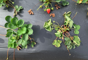 Two strawberry plants, one healthy and one wilted, demonstrating the effects of strawberry crown rot.