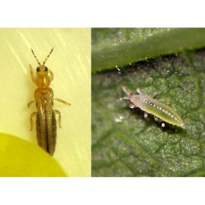 A composite image showing an adult thrip and a nymph. The adult thrip is yellowish with dark stripes and wings, while the nymph is lighter, almost translucent, on a green leaf.