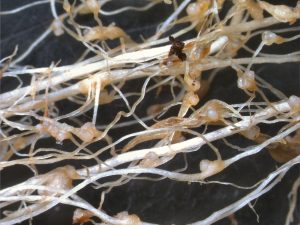 Close-up image of corn roots infested with nematodes. The roots are covered with small, round, cyst-like formations indicating nematode infestation.