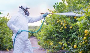 A person in protective gear spraying a citrus orchard with a fungicide.