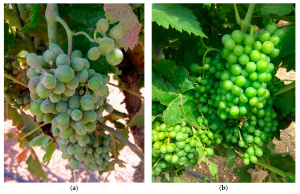 Side-by-side comparison of grape clusters affected by powdery mildew (left) and healthy grape clusters (right). The affected grapes have a white, powdery coating, a common symptom of the fungal disease.