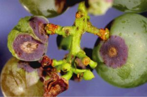 Close-up of grape berries infected with anthracnose, showing dark, sunken lesions and cracked skin.