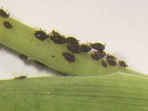 A close-up view of a cluster of banana aphids on a green banana plant stem. The aphids are small, black, and have a pear-shaped body.