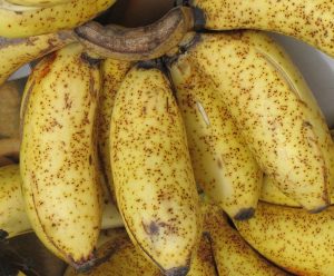 Close-up of ripe bananas with freckle disease, characterized by numerous small, dark spots on the peel.