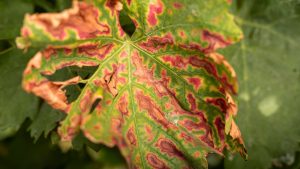 A grapevine leaf with severe discoloration and necrotic patches, showing symptoms of a grape disease.