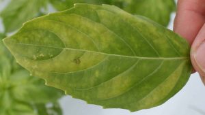 Basil leaf showing symptoms of basil downy mildew with yellowing and slight discoloration.