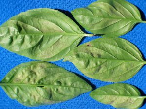 Basil leaves showing early signs of basil downy mildew with yellowing and fuzzy growth.