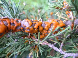 Close-up of cedar branch infected with orange, gelatinous fungal growths, surrounded by green cedar needles.