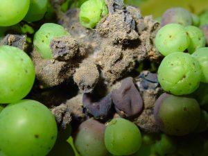 Close-up of grape berries infected with Botrytis cinerea, displaying gray mold and shriveled fruit.