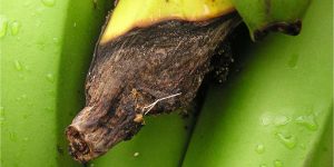 Close-up of a banana with cigar end rot, showing a black, rotten area at the tip of the fruit, resembling a burnt cigar.