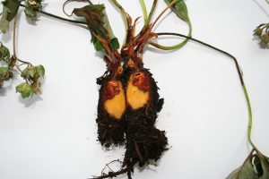 Close-up image of a strawberry plant affected by crown rot, showing the darkened and decaying crown tissue with visible discoloration.