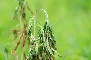  A grapevine with wilted leaves, showing symptoms of a grape disease such as Fusarium wilt.