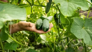 A hand holding two healthy cucumbers among lush green cucumber vines in a garden, with no visible signs of anthracnose or other diseases.