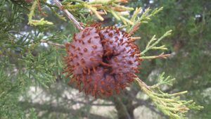 Cedar branch with a large, brown, spiky gall caused by cedar-apple rust, surrounded by green cedar needles.