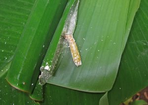 A close-up of a banana skipper larva, partially concealed within a folded banana leaf, surrounded by a protective silk-like substance.