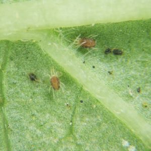 Close-up image of two small red banana borers on a green banana leaf. The pests are tiny with visible legs and are located near the leaf veins.