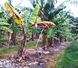 A banana plantation with several banana plants showing symptoms of Fusarium wilt, including yellowing, wilting, and browning of leaves.