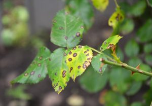  A close-up of a plant's leaves with black spots, indicating a fungal disease.