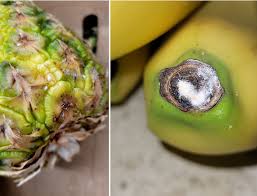  has small, white mealybugs clustered on its surface, while the banana shows a darkened area at the stem, infested with mealybugs.