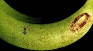 Close-up of a green banana with damage from banana rust thrips, showing a distinctive brown, rusty-colored lesion on the peel.