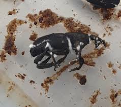 A close-up image of a banana weevil. The weevil is black with a distinctive elongated snout and white markings on its body. It appears to be on a light surface with brown debris around it.