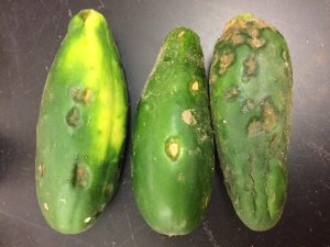 Three cucumbers showing symptoms of anthracnose, a fungal disease. The cucumbers display sunken, dark spots and lesions with yellowing areas around them, which are typical signs of anthracnose infection in cucumbers.