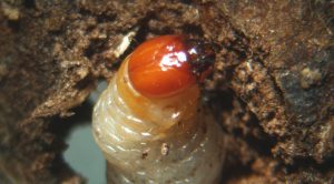 Close-up image of a banana weevil larva with an orange head burrowing into a plant stem.