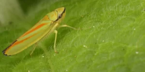 A close-up of a leafhopper on a green leaf. The leafhopper is yellow with distinct orange and red markings on its body.