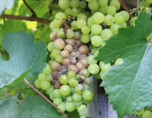 A cluster of green grapes with some berries showing signs of rot and mold, indicating a grape disease.