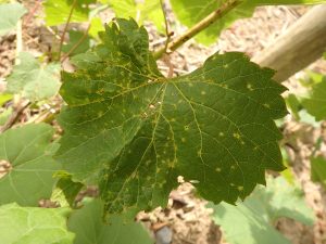 A grape leaf with small, dark spots, indicative of Phomopsis leaf spot, a grape disease.