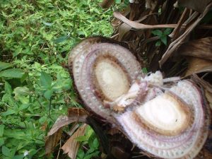 Cross-section of a banana plant stem showing discoloration and decay due to banana moko disease. 