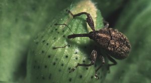 Close-up image of a banana weevil on a green banana plant.