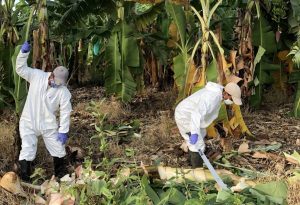 Two individuals in protective suits and gloves working in a banana plantation affected by Fusarium wilt, cutting and removing infected banana plants.