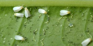 Close-up of whiteflies on a green leaf, showing several adult whiteflies with white wings and numerous small, oval-shaped eggs scattered on the leaf surface.