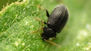 A close-up image of an adult flea beetle on a green leaf, showing its textured black body and small, orange legs.