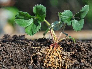 Strawberry plants damaged by Phytophthora root rot, showing signs of wilting and root decay.