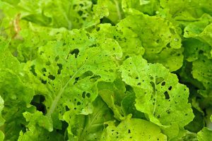  Lettuce leaves with numerous holes and chew marks, showing signs of pest damage in a garden.