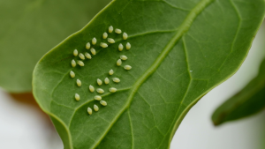 Close-up of aphid eggs on a green leaf, showcasing their oval shape and pale color against the leaf's surface.

