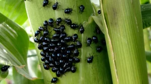 A group of corn flea beetles clustering on a green corn stalk, with a few beetles dispersed on nearby leaves.