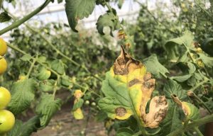 A tomato plant in a greenhouse showing signs of early blight, with a yellowing and browning leaf displaying characteristic dark brown concentric spots.