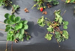 Phytophthora root rot affecting strawberry plants, showing wilted leaves and darkened roots.