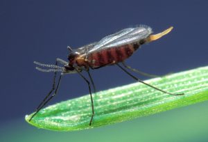 Close-up of a Hessian fly on a green leaf.