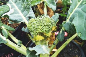 Broccoli head infested with caterpillars, showing visible damage on the florets, with leaves slightly eaten around the edges.