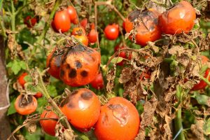 Tomato plants affected by late blight, showing several tomatoes with large dark brown and black lesions, surrounded by withered leaves and stems.