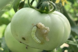 Close-up image of a tomato fruitworm on a tomato plant, showing the pest's distinctive green and brown coloration.