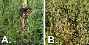 Comparison of healthy and diseased oat plants.