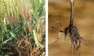 Wheat crop with disease symptoms and a close-up of root rot.