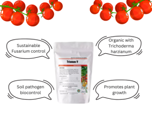 A product image of Trianum V, a white package with text and tomato images, highlighting its benefits for sustainable Fusarium control, organic composition with Trichoderma harzianum, soil pathogen biocontrol, and promotion of plant growth.