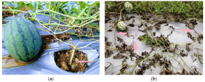 Comparative images of watermelon plants showing the effects of Fusarium wilt. Image (a) shows a healthy plant with a large fruit, and image (b) shows several plants with wilted, dying foliage.